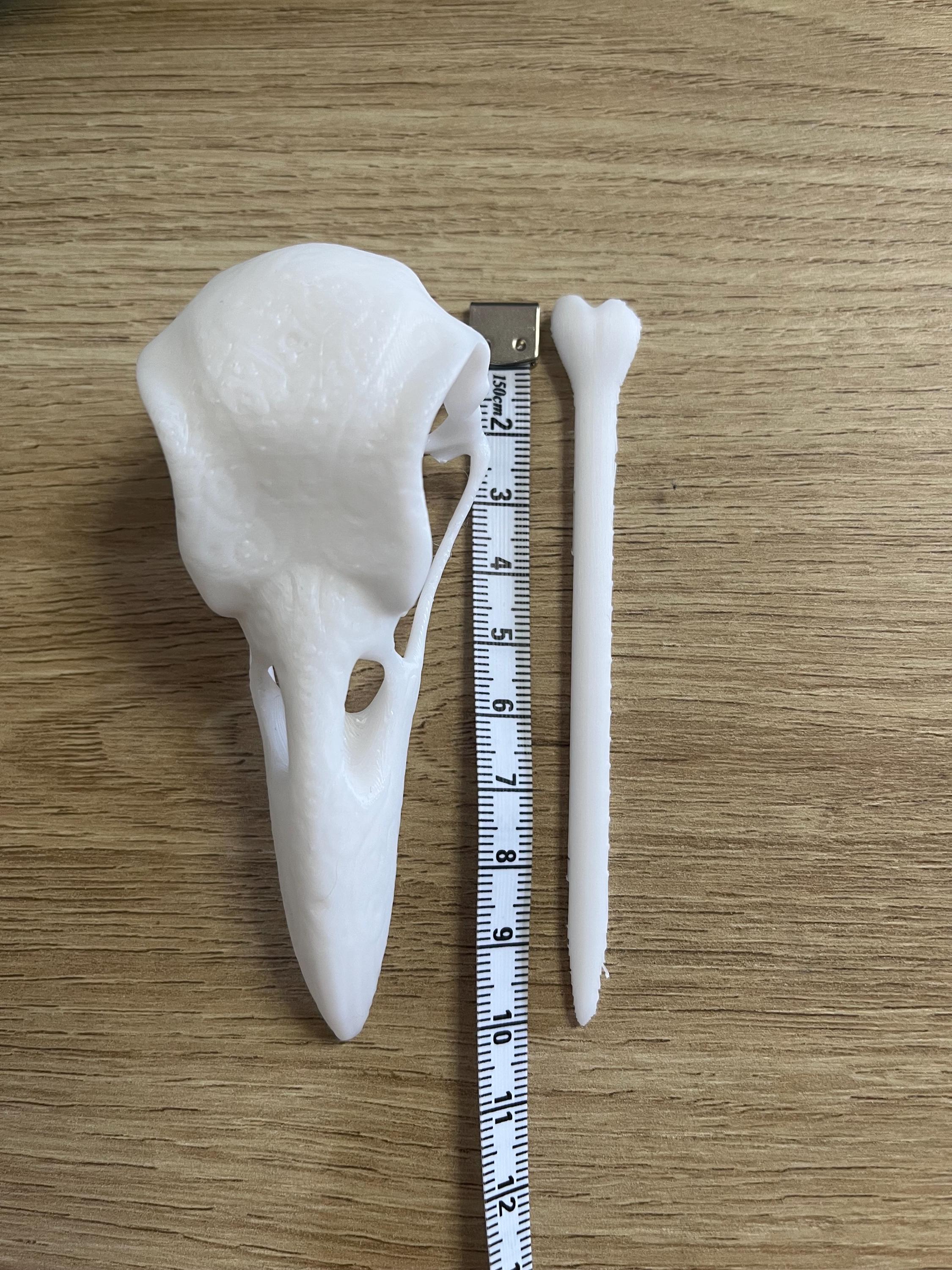 Unique 3d printed Crow Corvid Raven skull shawl pin, vulture culture, gothic, fantasy, macabre, witchy, alternative fashion accessory